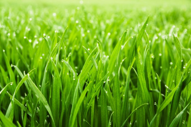 Turfing & Artificial Grass