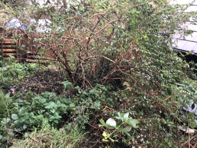 Landscaping